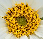 Wyethia helianthoides, White Mule's Ears